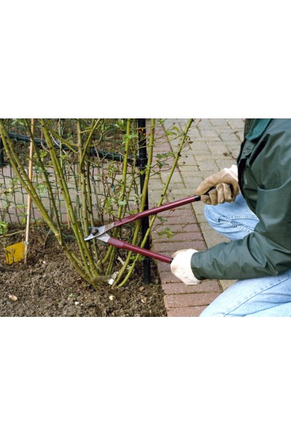 Обрезка куста роз Пур Блонд